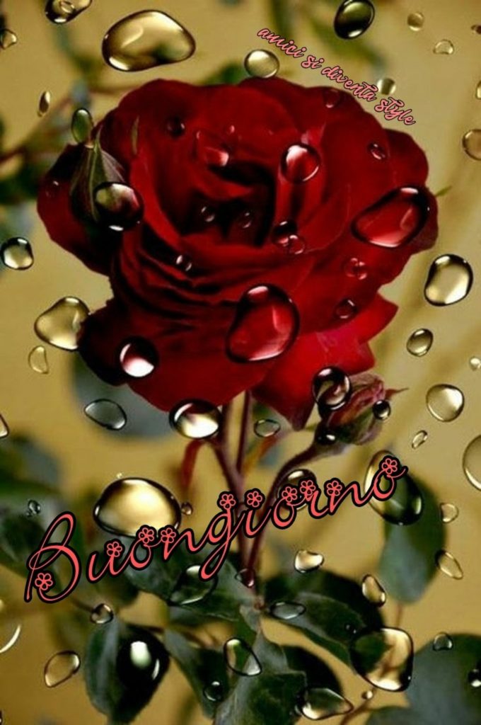 Buongiorno amore mio, questa rosa è per te!